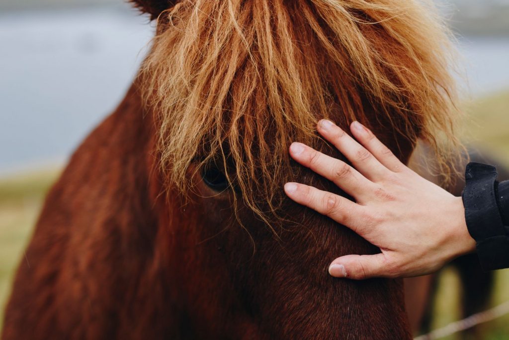 Using Equine Therapy as Mental Health Treatment